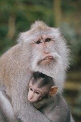 mother monkey taking care of baby monkey