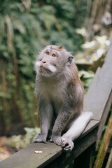 cute monkey looking up in the forest