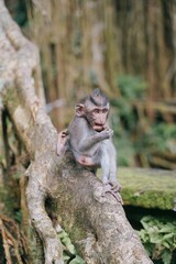 baby monkey in the tree in the forest