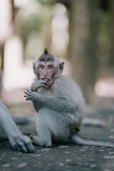 baby monkey in the forest 