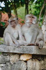 two sleepy monkeys in the forest