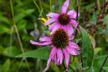 Dying purple flowers