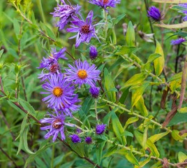 flowers in the garden