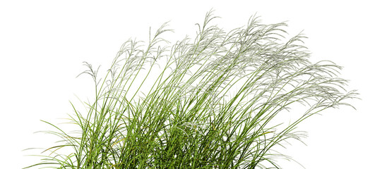 Nature meadow blowing in the wind cut out tranparent backgrounds 3d illustration png file