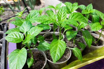 Seedlings of pepper with green leaves and buds in a box and pots, ready for transplanting into open ground. Gardening and growing vegetables.