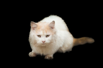 White cat on a black background. Close-up.