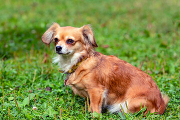 Funny small dog of the Chihuahua breed close-up on the background of a green field