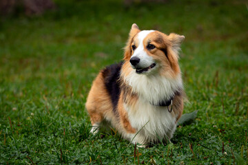 Happy and active purebred Welsh Corgi dog outdoors in the grass on a sunny summer day.
