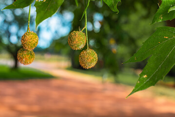 American Sycamore Tree Seeds and Leaves Branch Blurred background american sycamore tree seeds and leaves branch blurred background, tree, nature, green, leaves, plant, spring, branch, sky, natural, p
