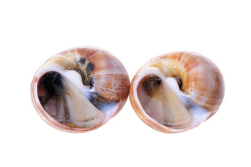 live conch on white background.