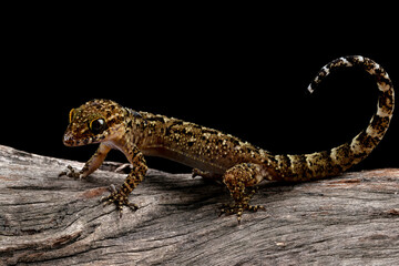 A Javan bent-toed gecko closeup on wood with isolated background, Cyrtodactylus marmoratus closeup