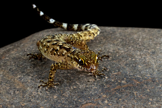A Javan bent-toed gecko closeup on stone with isolated background, Cyrtodactylus marmoratus closeup