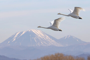 男体山と青空を飛翔する白鳥