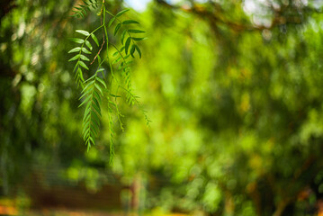 Schinus_Molle, tree, plant, nature, branch, leaf, forest, leaves, grass, spring, summer, fir, season, flora, closeup, garden, growth, green, evergreen, field, needle, environment, natural,