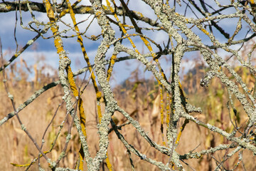 tree with green leaves, wood, wheat and moss