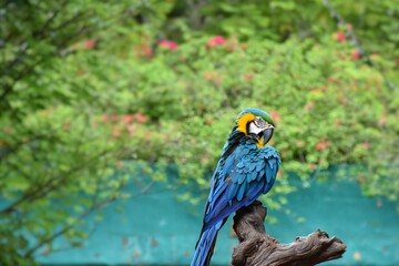 Blue macaw on timber