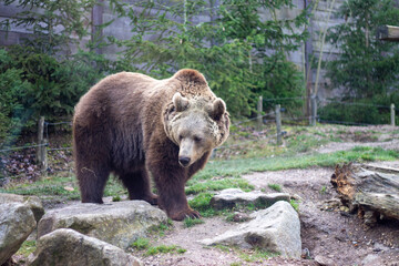 Fototapeta na wymiar L'ours brun au zoo en france