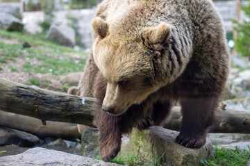 Obraz na płótnie Canvas L'ours brun au zoo en france