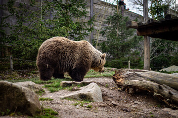 L'ours brun au zoo en france