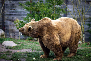 L'ours brun au zoo en france
