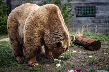 Fototapeta premium L'ours brun au zoo en france