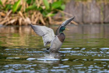The mallard duck is preparing to fly.