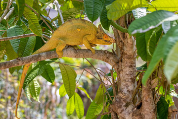 Parson's chameleon (Calumma parsonii) is a large endemic species of chameleon in the family Chamaeleonidae, male climbing on tree. Reserve Peyrieras Madagascar Exotic, Madagascar wildlife animal.