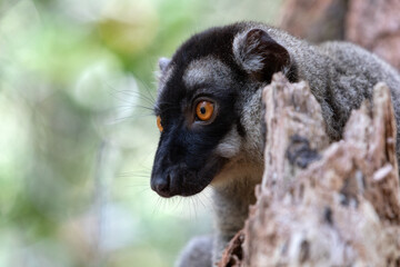 Cute Common brown lemur (Eulemur fulvus) with orange eyes. Endangered endemic animal on tree trunk in natural habitat, Reserve Peyrieras Madagascar Exotic, Madagascar wildlife animal.