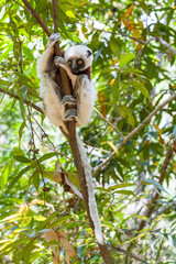 Beautiful Coquerel's sifaka lemur, (Propithecus coquereli). Endangered endemic animal sitting on tree trunk in natural habitat. Reserve Peyrieras Madagascar Exotic, Madagascar wildlife animal.
