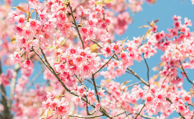 pink sakura flower sky background