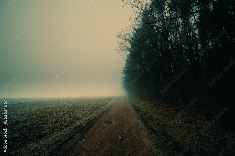 Wall mural field and forest on a foggy autumn morning along a country road