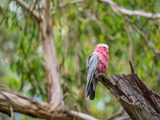 Grumpy Galah