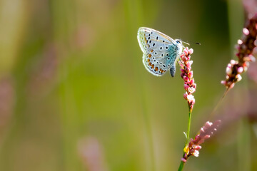white and orange butterfly sitting on a flower with a green background with its wings closed