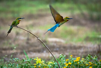 Blue tailed bee eater