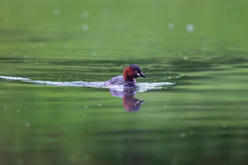 The little grebe is swimming in the lake.