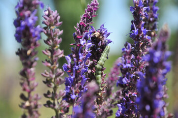 Big green caterpillar on purple sage flowers blooms in the kyrgyz mountains. Flower background. Medical herb of Kyrgyzstan. Wallpaper. Purple wild flower. Botanical concept. Medicinal plant. 