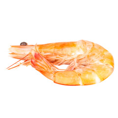 shrimp food orange shellfish isolated on white background