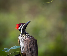 White naped woodpecker