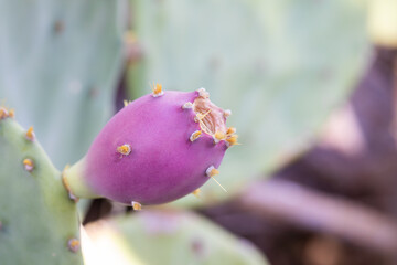 pink cactus pear with thorns 