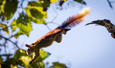 Malabar giant squirrel in flight mode