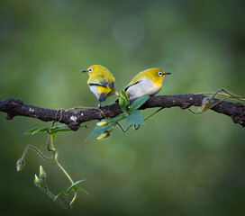 Oriental white eye- pair on the perch