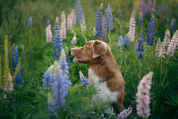 dog in lupine flowers in nature. Funny and Happy Nova Scotia duck retriever, Toller