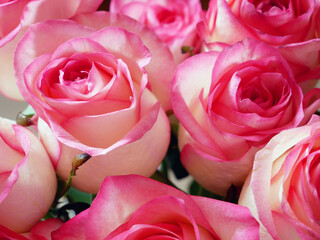beautiful bouquet of pink roses background.