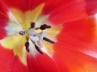 beautiful red open tulip macro background.