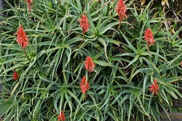 Aloe arborescens flowers. A succulent plant native to South Africa. The vermillion tubular flowers...