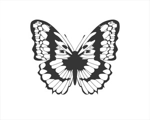 butterfly on white background