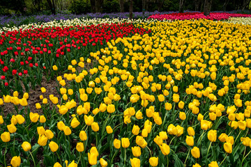 チューリップ畑