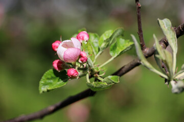 Apple blossom on a branch in spring garden at sunny day. Pink buds with green leaves