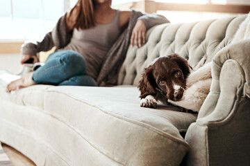 adorable dog, lying and relaxing on sofa in the living room with owner feeling bored at home. Happy...