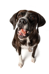 Dark brown cross breed dog catches a treat isolated on white background